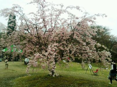 ☆満開のしだれ桜.JPG