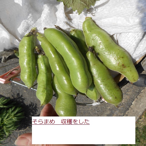 そらまめ.JPG