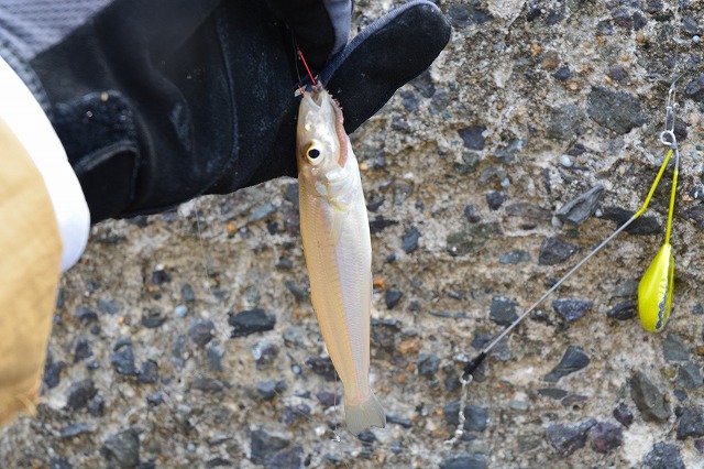 showPhoto (640×426)