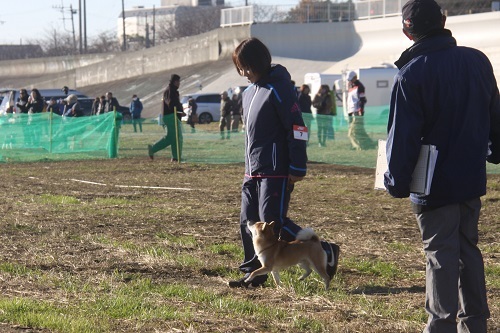 19 12 8 神奈川南ジャーマンシェパードドッグクラブ訓練競技会 1部 2部 スケジュール 活動報告 楽天ブログ