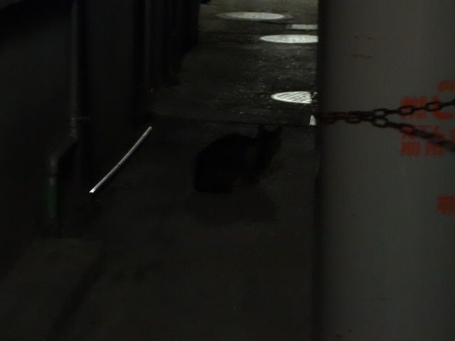 ねこどん.JPG