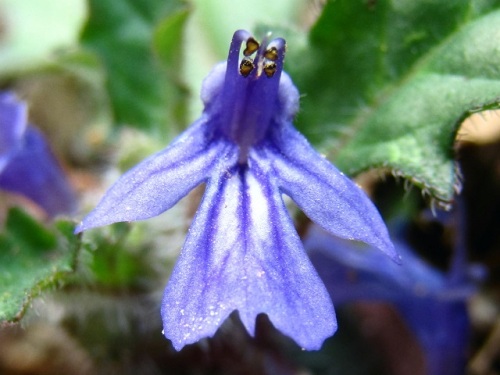 キランソウの花 春 4月中旬 の高尾山での自然観察 その しろうと自然科学者の自然観察日記 楽天ブログ