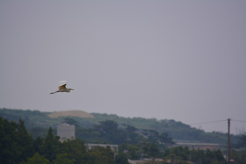 DSC_0850.jpg