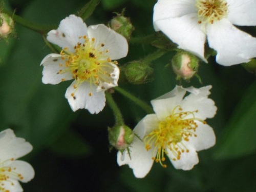 素朴な可愛らしさ という花言葉があるノイバラの花 5月の玉川上水緑道 しろうと自然科学者の自然観察日記 楽天ブログ