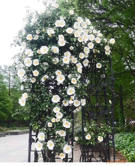 薔薇1020170503.jpg