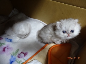 DSC04524 (300x225).jpg