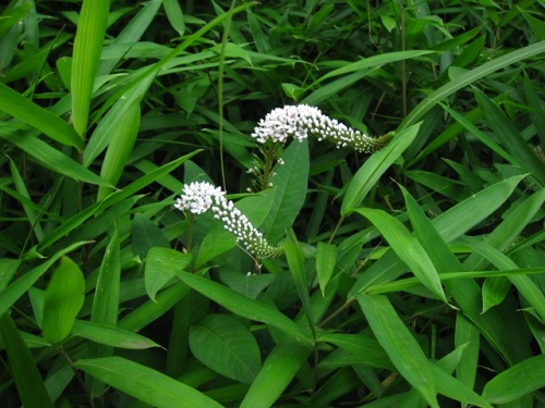 オカトラノオの花が咲いています 日当たりの良い 丘 で 虎の尾 に似た花を咲かせます しろうと自然科学者の自然観察日記 楽天ブログ