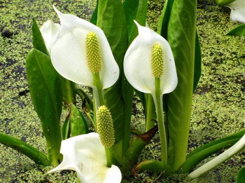 1本の肉穂花序に4枚の花被片がある小花が数百個咲くミズバショウの花 自然観察の振返り 16 サトイモ科の植物 第2回 しろうと自然科学者の自然観察日記 楽天ブログ