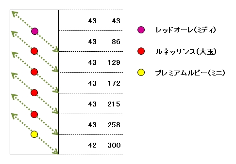 06トマト配置図.jpg