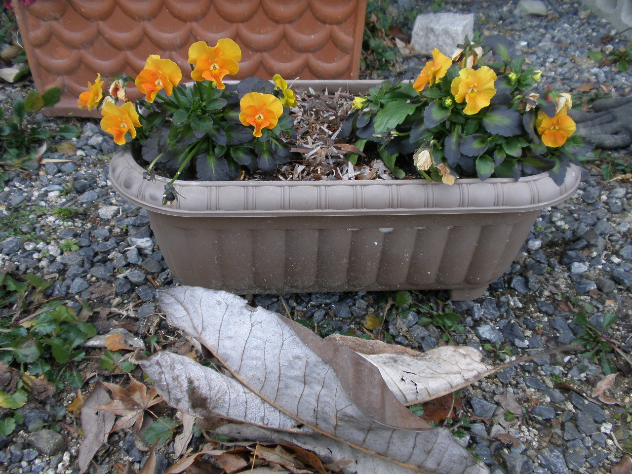 P1292564.JPG