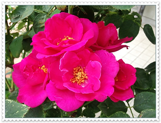 ニュース2014-07-15_08-18-31.JPG