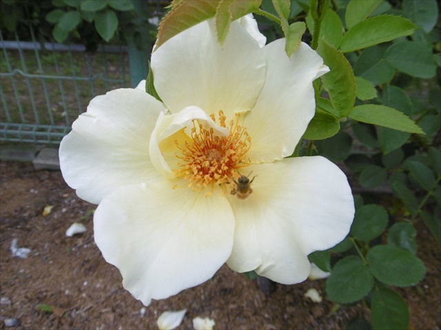 P1200736_R.JPG