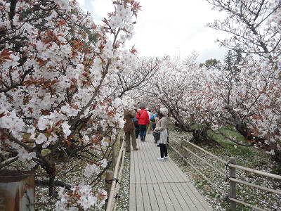 10.03  御室桜の散策路s.jpg