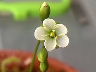 D.アングリカEU産の花2.jpg