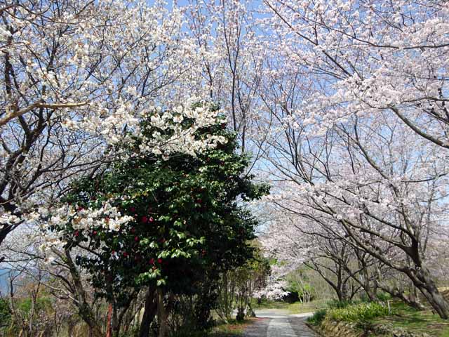 杵築・粟島公園 (44).JPG