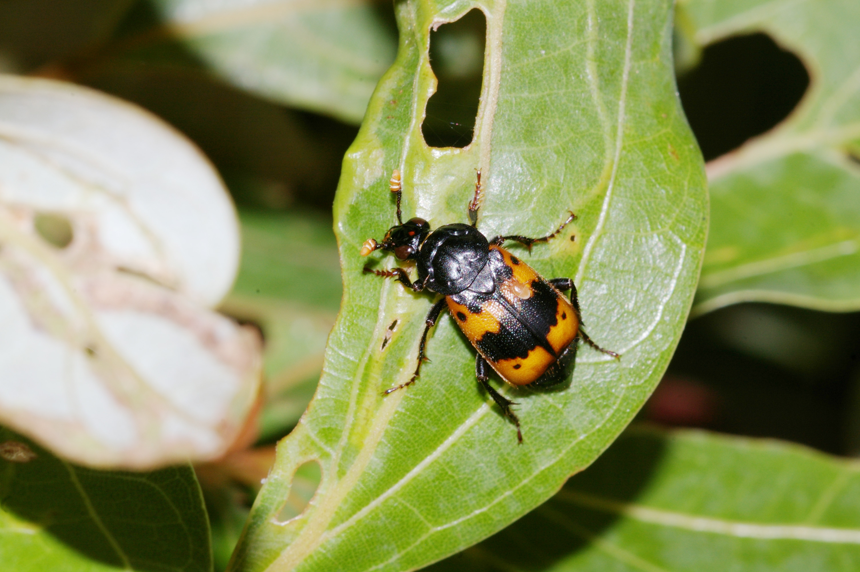 ヨツボシモンシデムシ