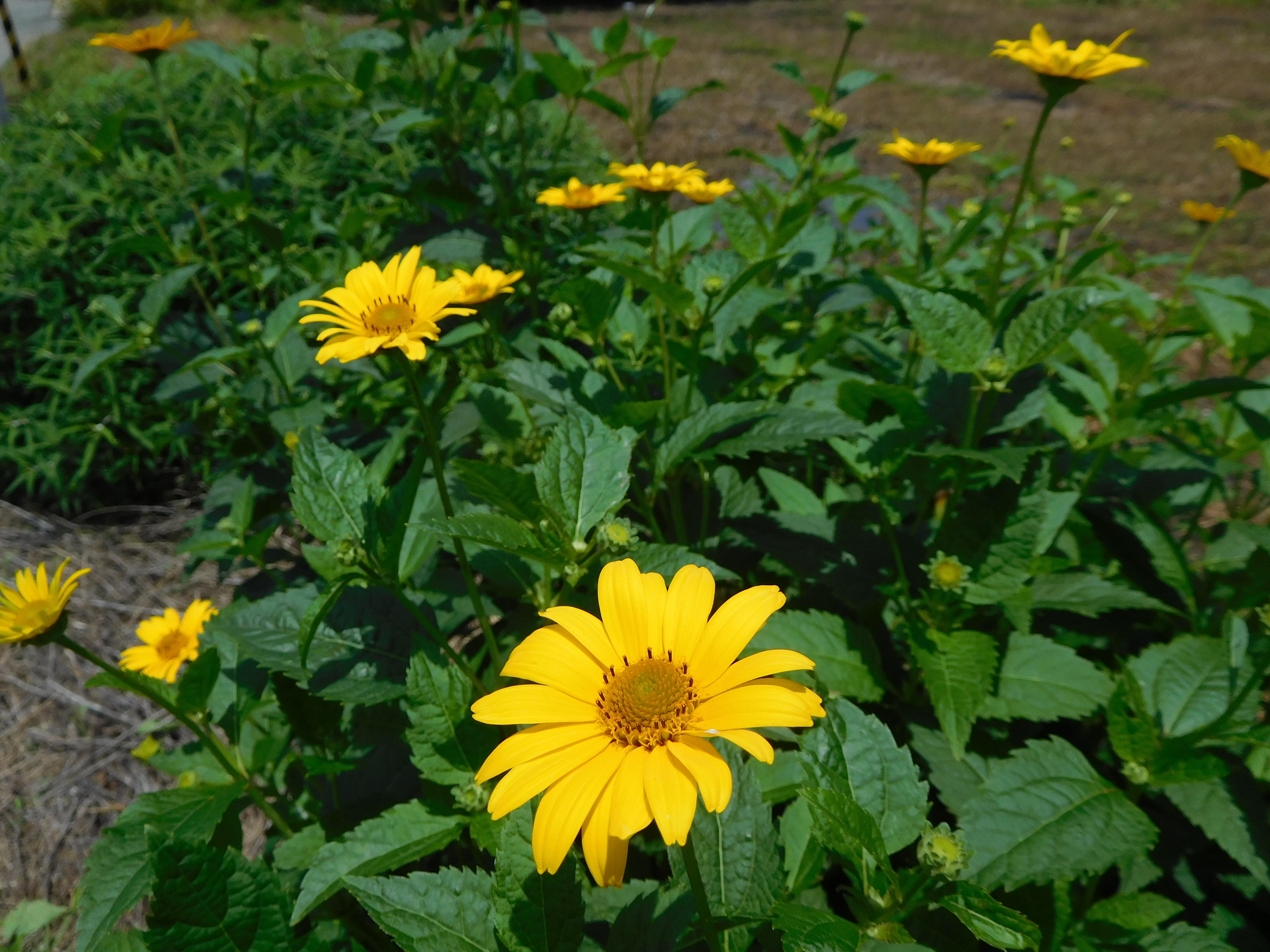 DSCN1293.JPG