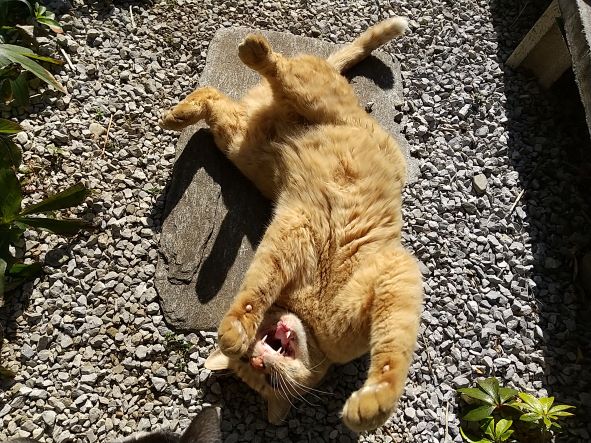 DSC_9516.JPG
