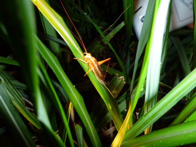 P1010583.JPG