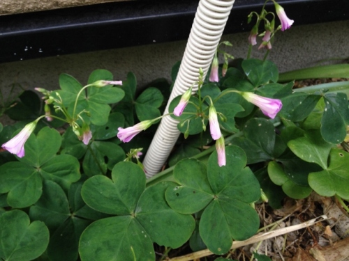 IMG_8967 (640x480).jpg