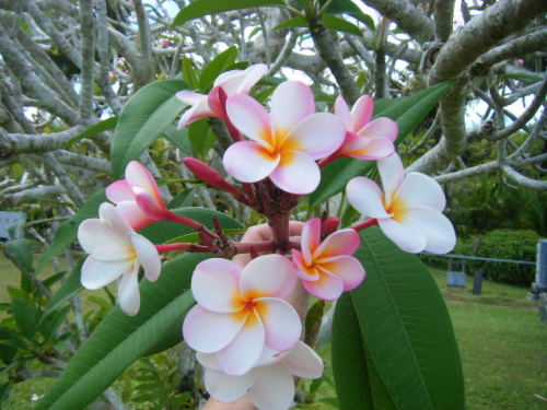 グアム旅行 戦没者慰霊記念公園 (3).JPG