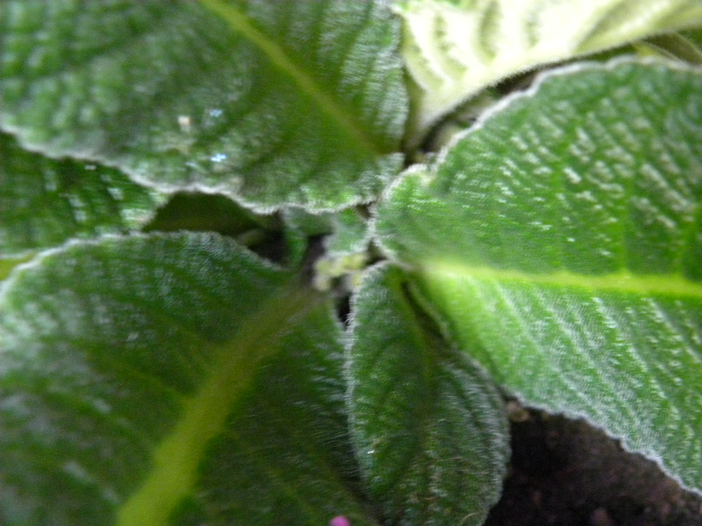 DSCN5486.JPG