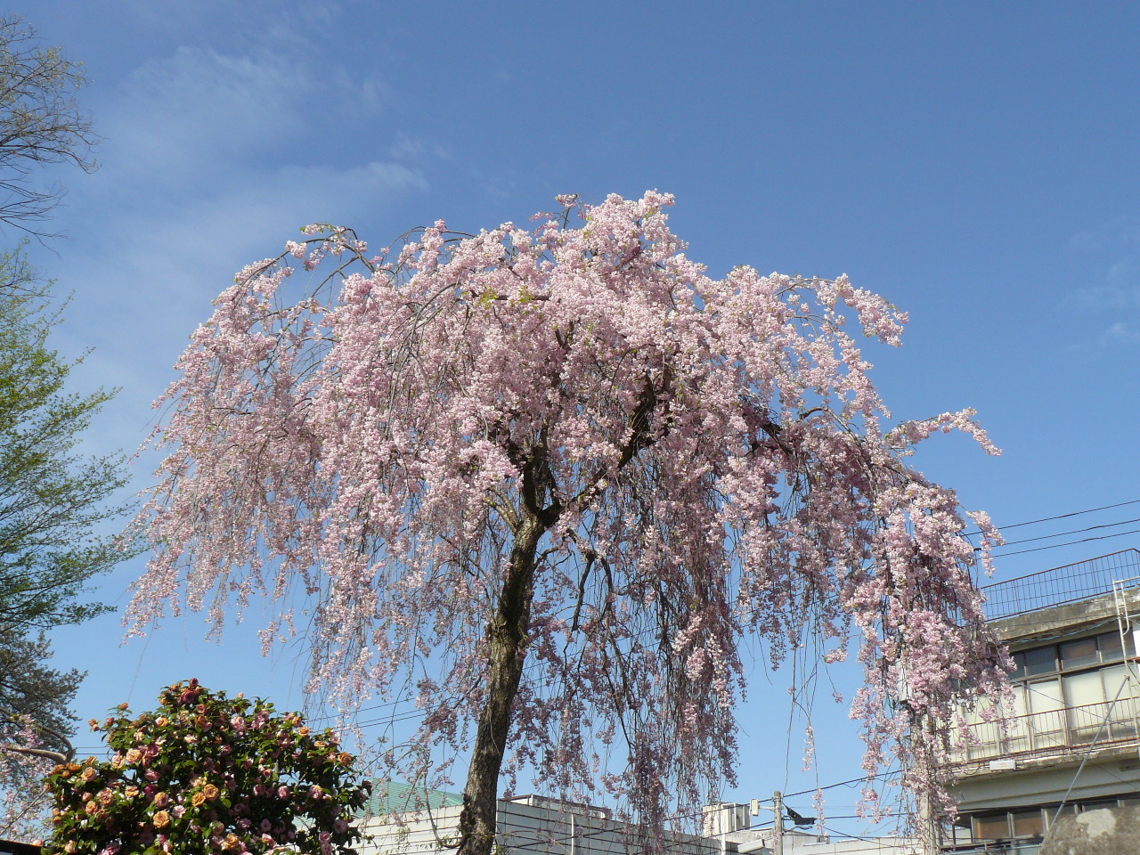 P1090039.JPG