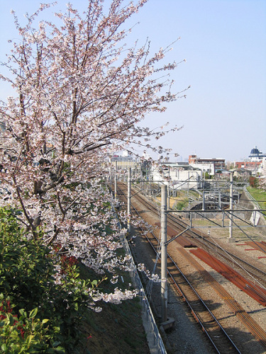 2012sakura020.jpg