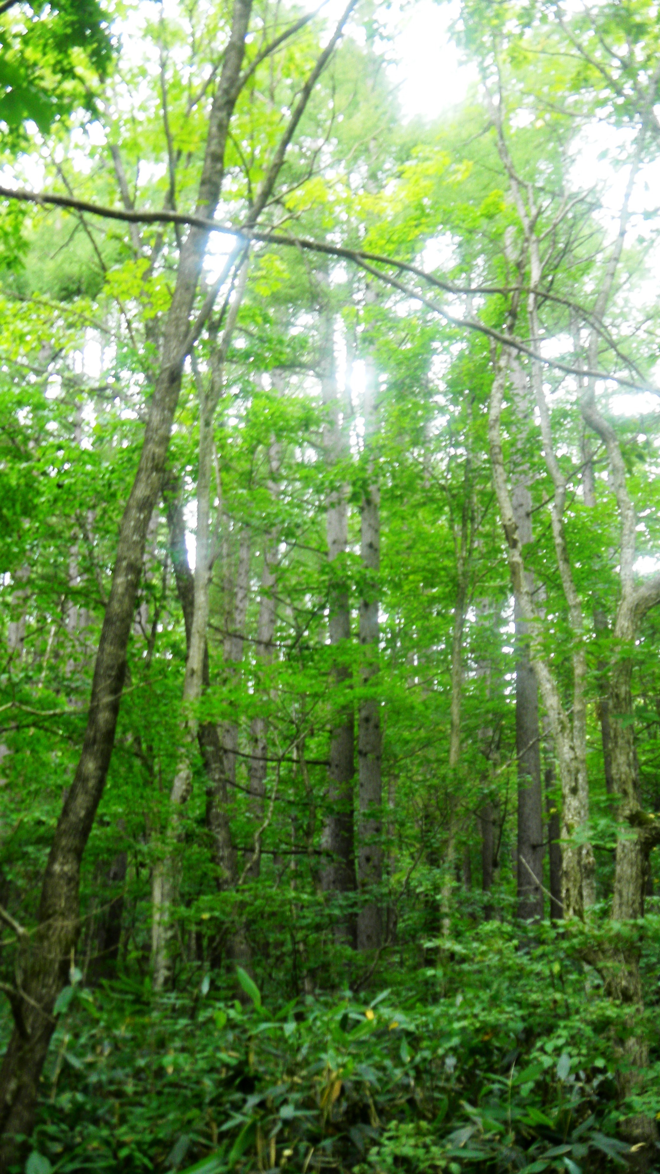 024細野山国有林 (3)(V.2012_10_01__09_14_14).jpg