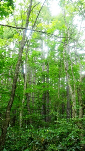 024細野山国有林 (3)(V.2012_10_01__09_14_14).jpg