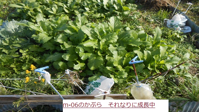 かぶら.JPG