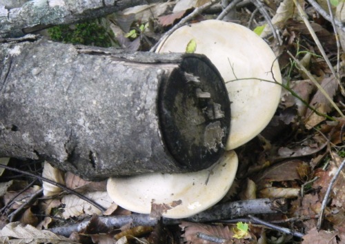 040小谷山城跡 (5).JPG