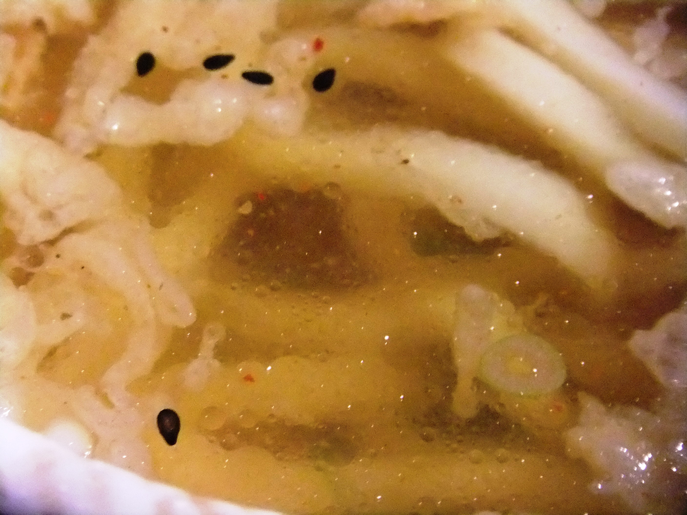 DSCF0134.JPG