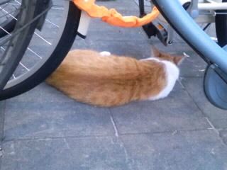 自転車の陰に猫