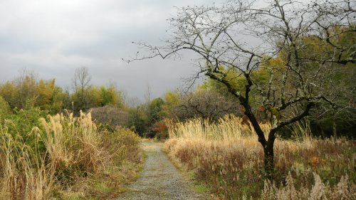 004北・山の辺の道（崇道天皇陵から円照寺への山道） (3).JPG