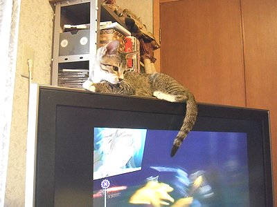 C:\fakepath\薄型TVに乗るあんこ.JPG