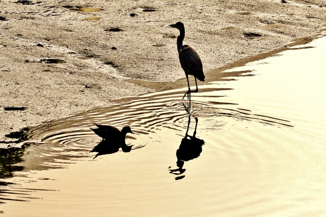 P95A3424 (640x426).jpg