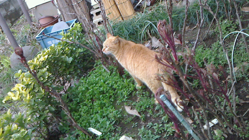 NEC_0314.JPG