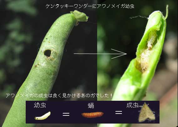 インゲン豆を育て 食べる 春夏秋冬 楽天ブログ