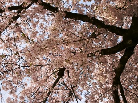 満開の桜１０.jpg