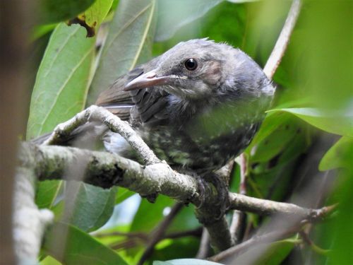ヒヨドリの若鳥 のん木ぶろぐ 楽天ブログ