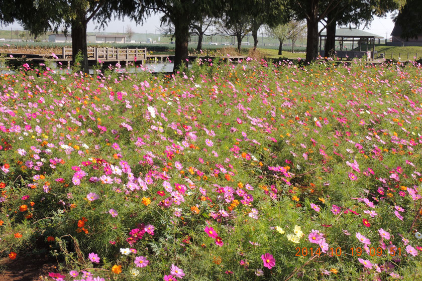 cosmos2014-020w.jpg