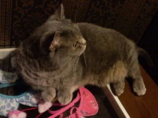 猫グッズショップの店番猫