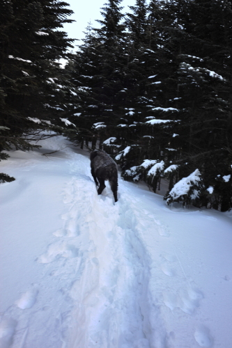 カモシカ201402195.jpg