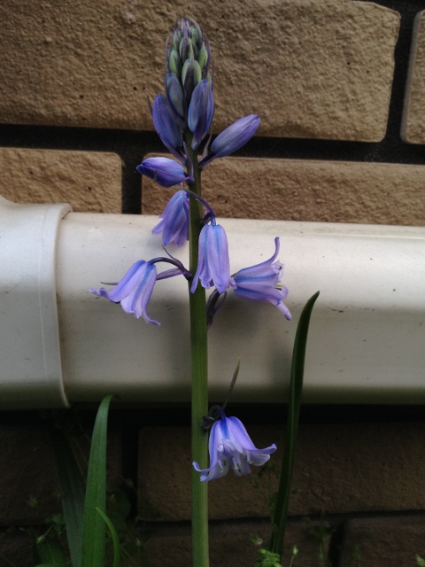 IMG_6894 (480x640).jpg