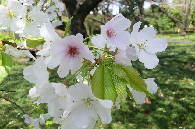 東京の桜も.jpg