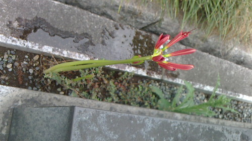 彼岸花と秋の花たち ネコ様とガーデニング 楽天ブログ