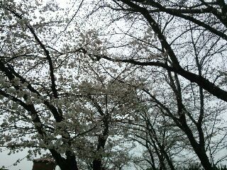 ☆桜　空.JPG