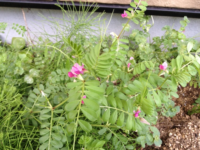 IMG_6941 (640x480).jpg