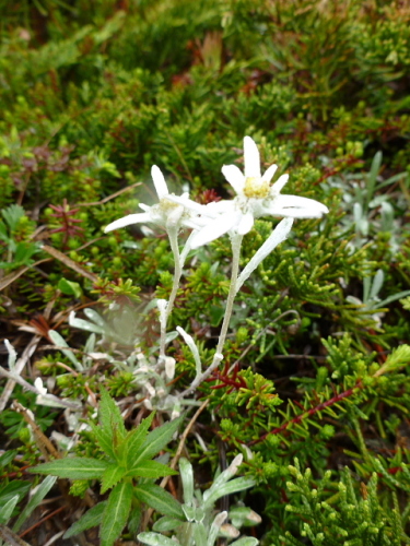 至仏山のお花達2.jpg